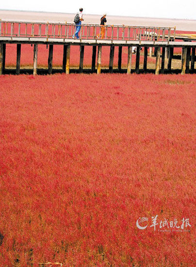 遼寧盤錦紅海灘，面積達(dá)9萬畝